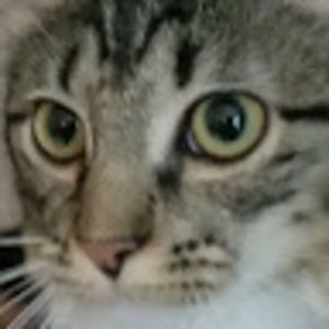 Meet your Posher, Erion